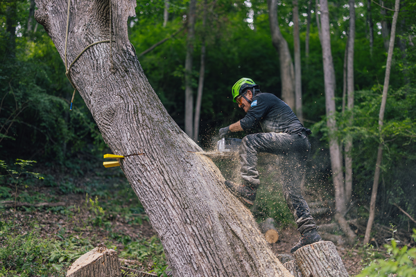 The Experts Choose Battery-Powered Chainsaws